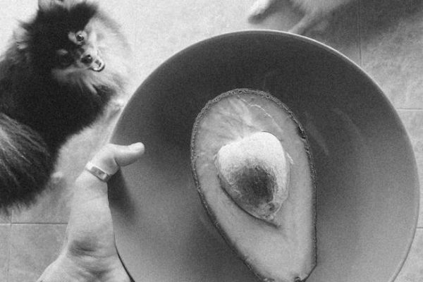 The Rise of Vegan Pet Food Controversies