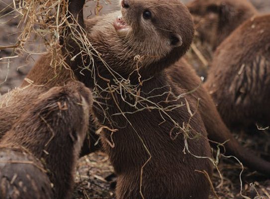 How Animals Form Friendships Across Species