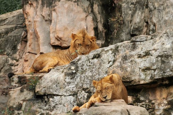 The Controversy Over Declawing Big Cats