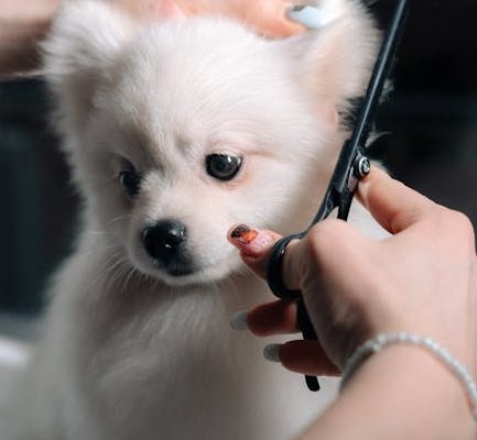 The Truth About Pet Cremation Services