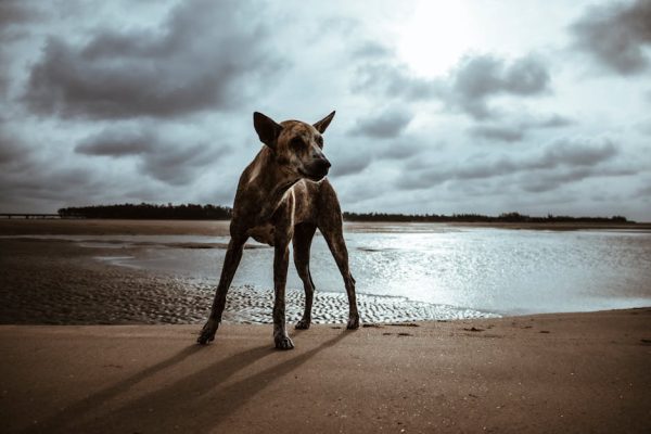 The Best Pet Breeds for Stormy Weather