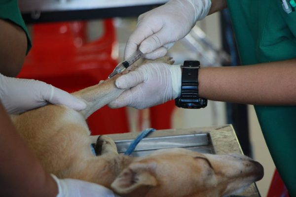 The Truth About Pet Vaccination Debates