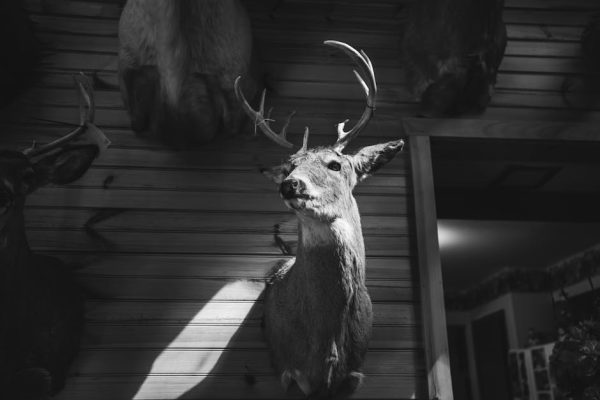 Why Taxidermy Courses Appeal to Nature Enthusiasts