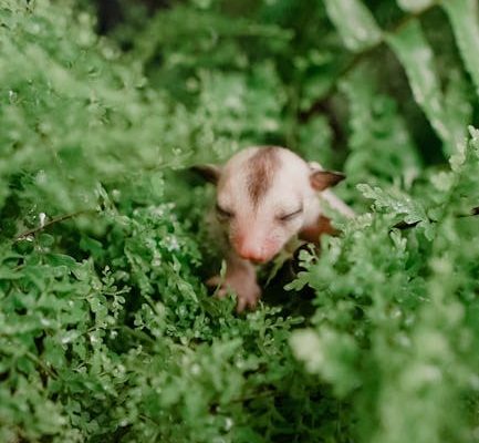 The Ethics of Keeping Sugar Gliders as Pets