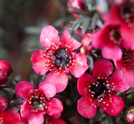 The Healing Properties of Manuka Honey for Wounds