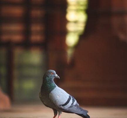 The Neuroscience of Why We Love Perfect Execution