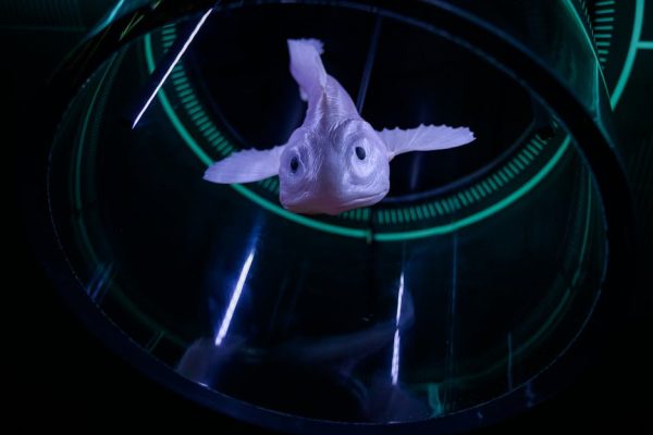 Visa Requirements for Bioluminescence Research