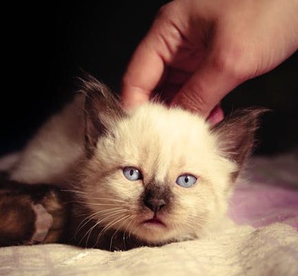 The Psychological Benefits of Petting Cats