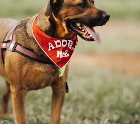 How Pet Caf茅s Maintain Animal Welfare Standards