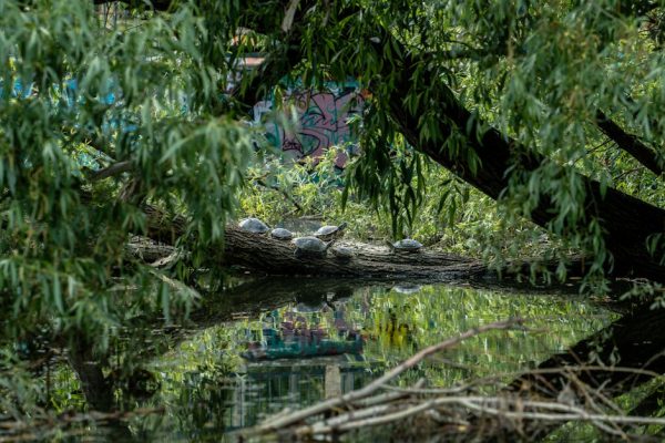 Why Some Turtles Recognize Their Reflections