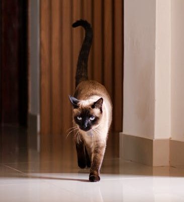 The Secret Language of Cat Tail Movements
