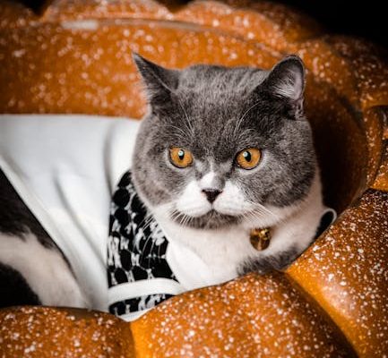 How Pet Ownership Changes Home Decor Choices