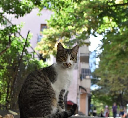 How Cats Use Their Tails for Balance