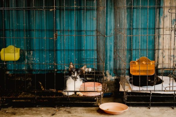 The Science Behind Why Pets Reduce Loneliness
