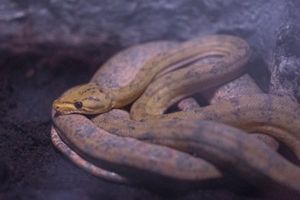 Why Some Snakes Recognize Their Names