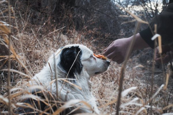 How to Teach Your Pet to Balance Treats