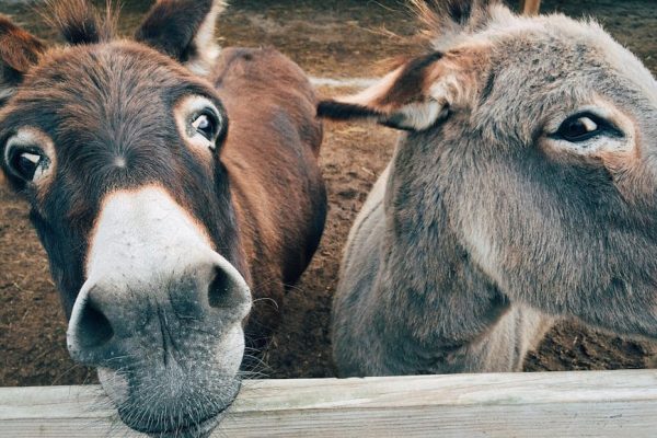 The Psychological Benefits of Petting Zoos