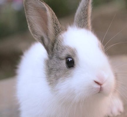Why Your Rabbit Nudges You With Its Nose