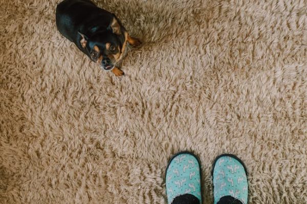 The Ethics of Breeding Designer Dog Breeds