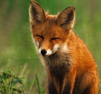 The Ethics of Keeping Foxes as Pets
