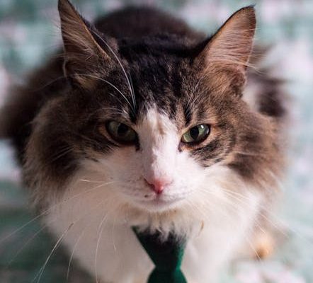 Why Your Cat Brings You Hair Ties