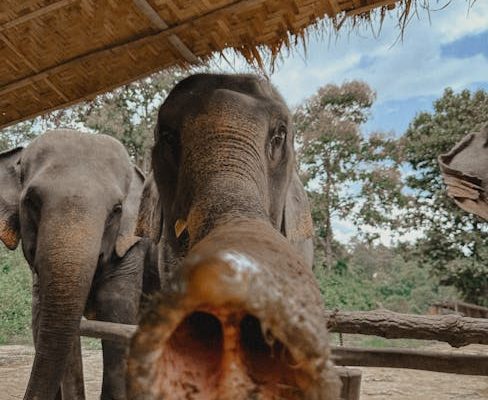 The Best Safari Destinations for Ethical Tourism