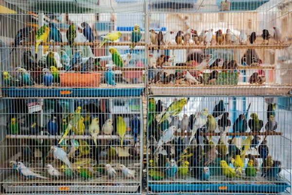 How Exotic Pets Are Rescued From Illegal Trade