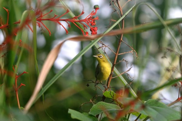 The Role of Visas in Wildlife Conservation Projects