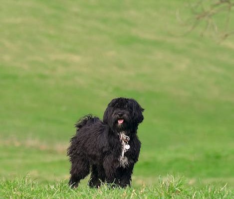 The Best Pets for Aurora Watchers