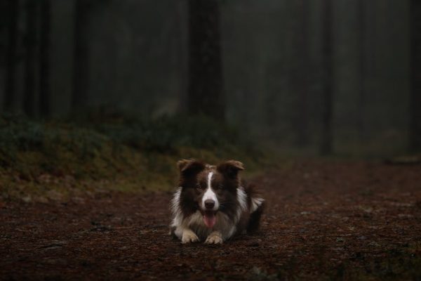 The Best Pet Breeds for Foggy Climates