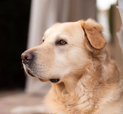 The Best Pet Breeds for Humid Climates