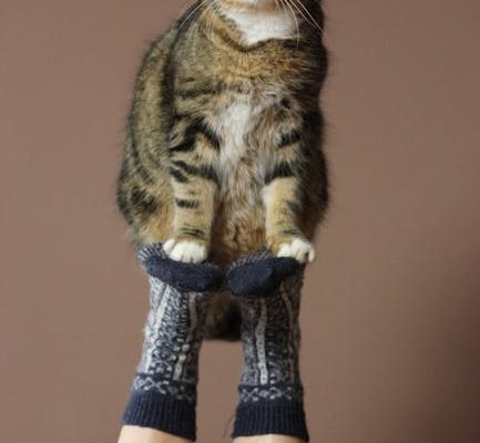 Why Your Cat Rubs Against Your Legs