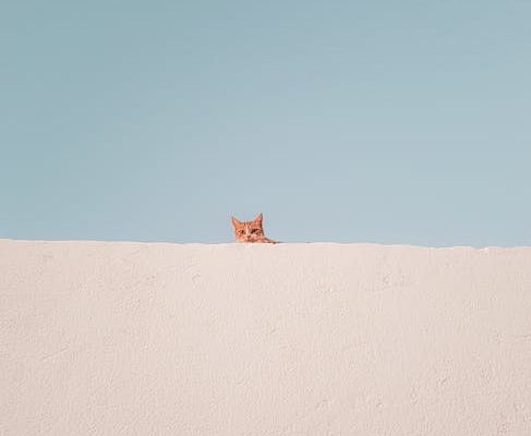 How Cats Use Whiskers to Navigate Spaces