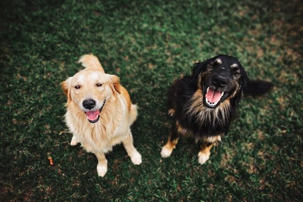 The Controversy Over Tail Docking in Dogs