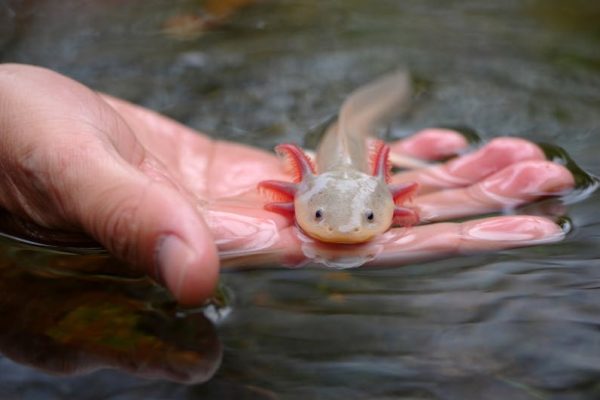 The Most Unique Pet Care Techniques