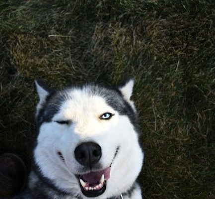 Why Dogs Tilt Their Heads When You Speak