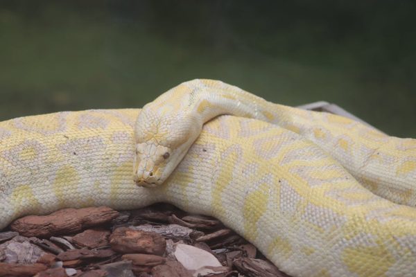 Why Some Snakes Refuse to Eat in Captivity