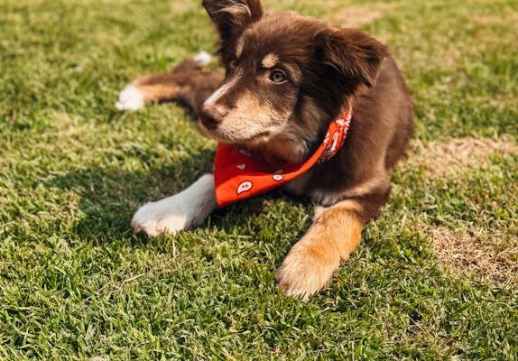 The Best Pets for Thunderstorm Lovers