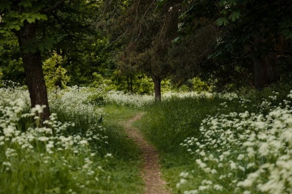 How Forest Bathing Lowers Blood Sugar