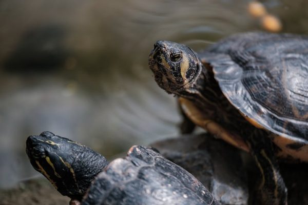 Why Some Turtles Recognize Their Owners