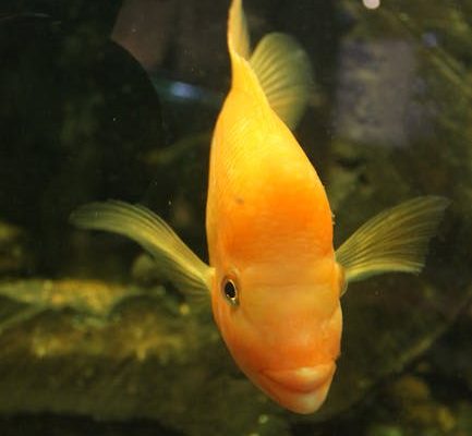 Why Some Fish Sleep While Swimming