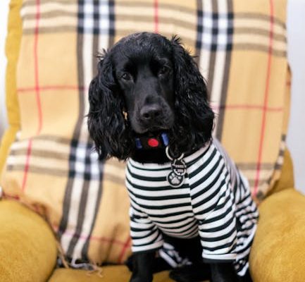 How to Choose the Right Pet Sweater