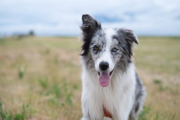 How Dogs Detect Seizures Before They Happen