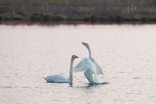 How Birds Recognize Themselves in Mirrors
