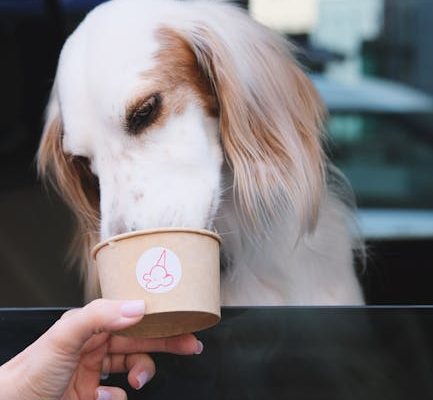 The Truth About Pet Treat Addiction