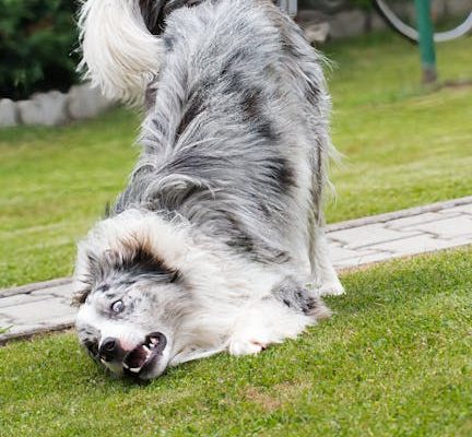 Why Your Dog Rolls in Smelly Things