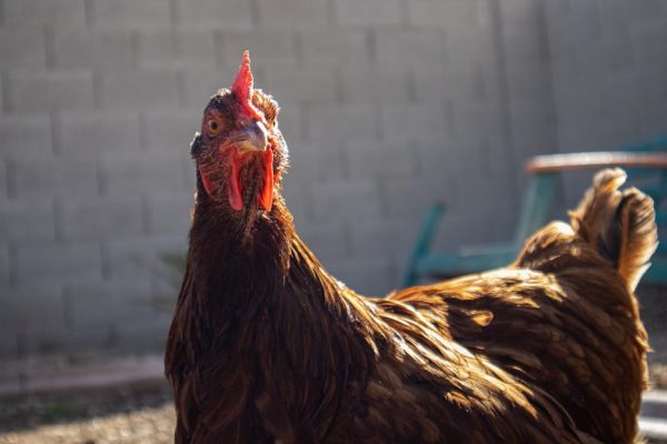 The Controversy Over Backyard Breeding