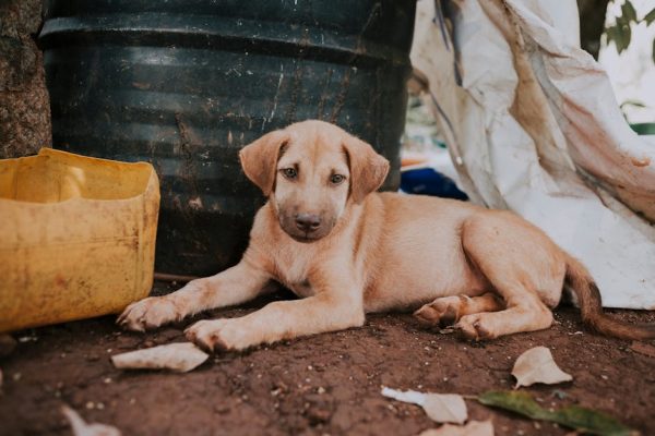 The Growing Problem of Pet Obesity in Urban Areas