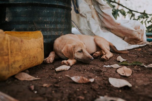 The Growing Problem of Pet Abandonment After Holidays