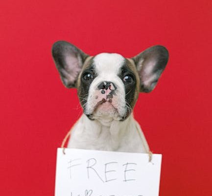 How Dogs Developed the “Puppy Eyes” Expression